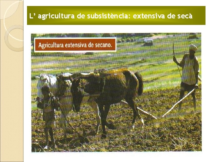 L’ agricultura de subsistència: extensiva de secà 