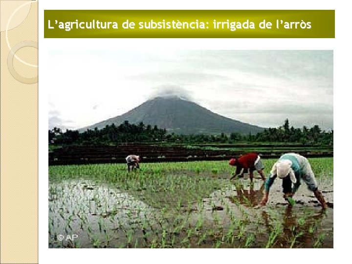 L’agricultura de subsistència: irrigada de l’arròs 