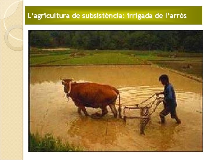 L’agricultura de subsistència: irrigada de l’arròs 