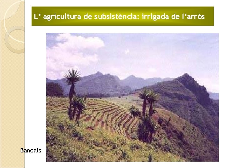 L’ agricultura de subsistència: irrigada de l’arròs Bancals 
