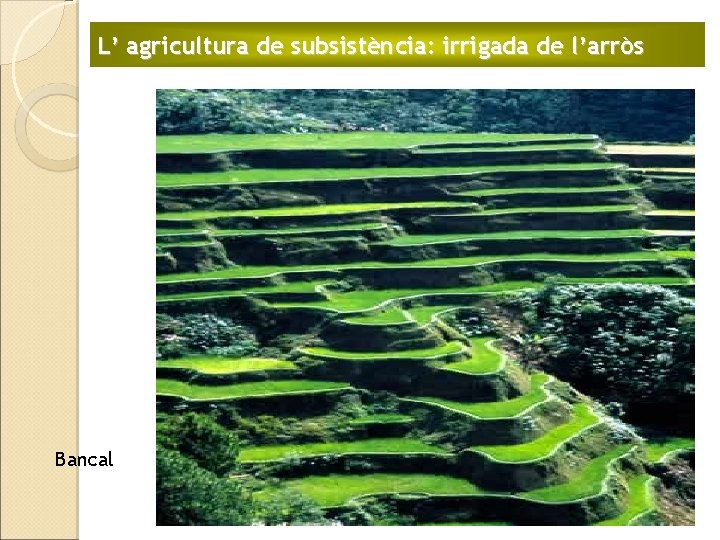 L’ agricultura de subsistència: irrigada de l’arròs Bancales 
