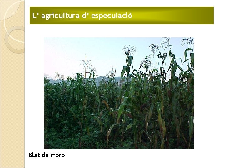 L’ agricultura d’ especulació Blat de moro 