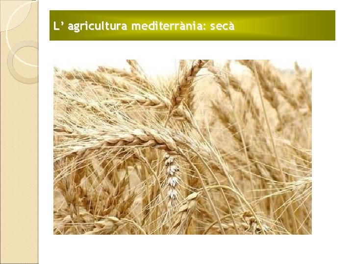 L’ agricultura mediterrània: secà 