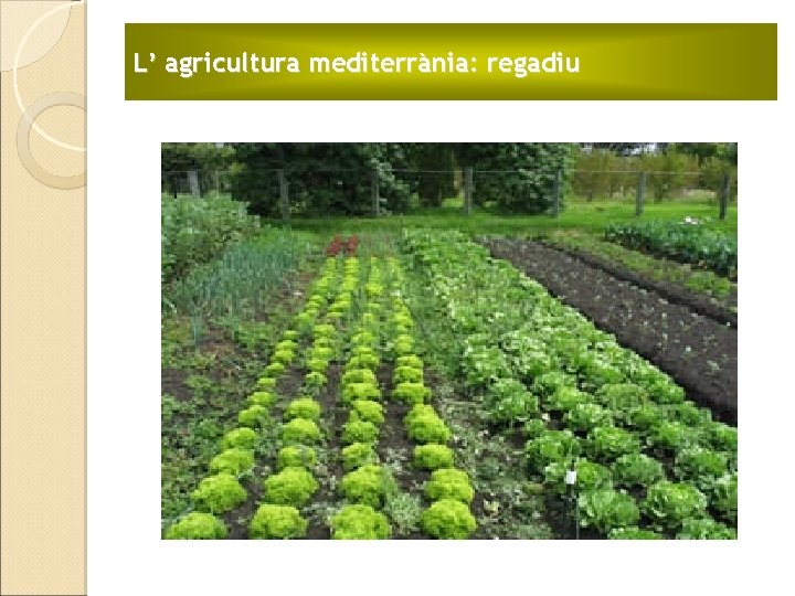 L’ agricultura mediterrània: regadiu 