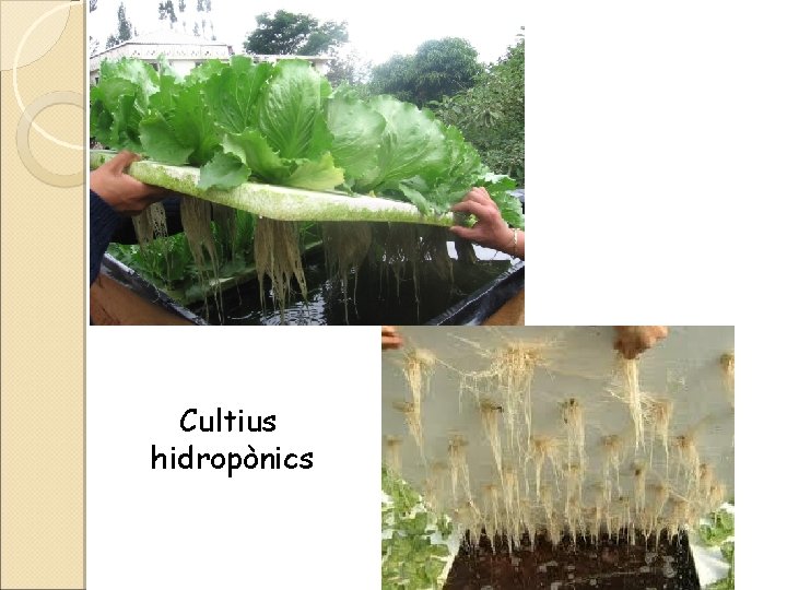 Cultius hidropònics 