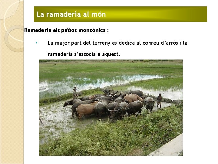 La ramaderia al món Ramaderia als països monzònics : § La major part del