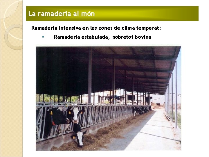 La ramaderia al món Ramaderia intensiva en les zones de clima temperat: § Ramaderia