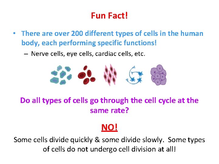 Fun Fact! • There are over 200 different types of cells in the human