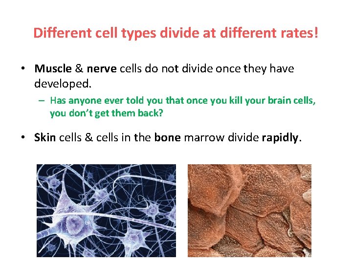 Different cell types divide at different rates! • Muscle & nerve cells do not