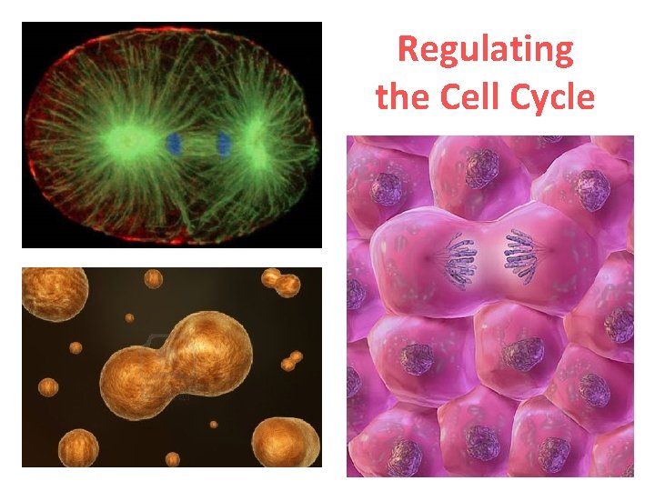 Regulating the Cell Cycle 