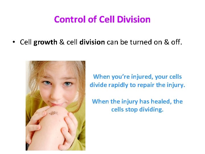 Control of Cell Division • Cell growth & cell division can be turned on