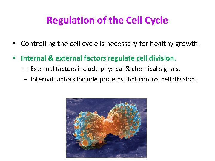 Regulation of the Cell Cycle • Controlling the cell cycle is necessary for healthy