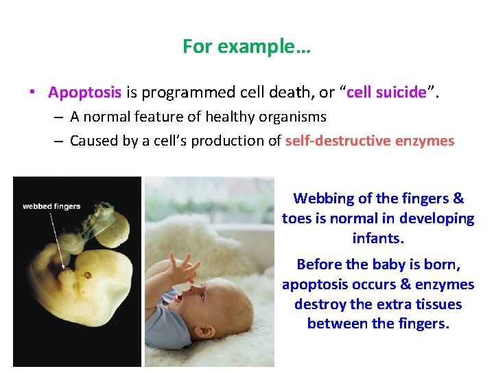 For example… • Apoptosis is programmed cell death, or “cell suicide”. – A normal