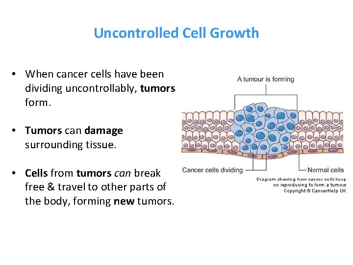 Uncontrolled Cell Growth • When cancer cells have been dividing uncontrollably, tumors form. •