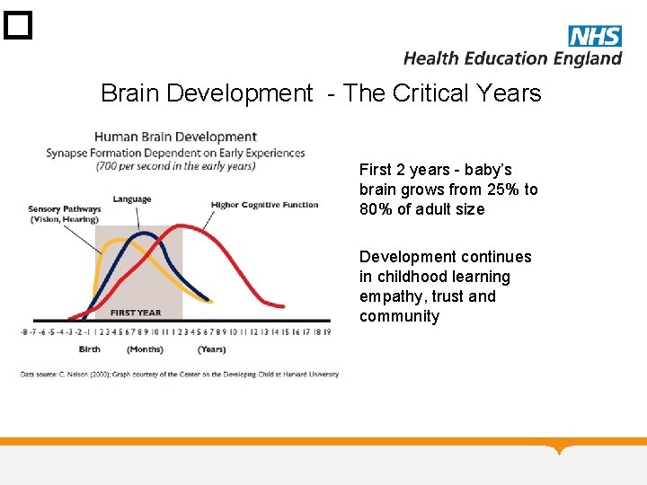 � Brain Development - The Critical Years • First 2 years - baby’s brain