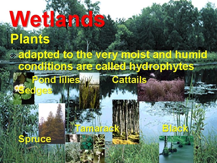 Wetlands Plants adapted to the very moist and humid conditions are called hydrophytes Pond