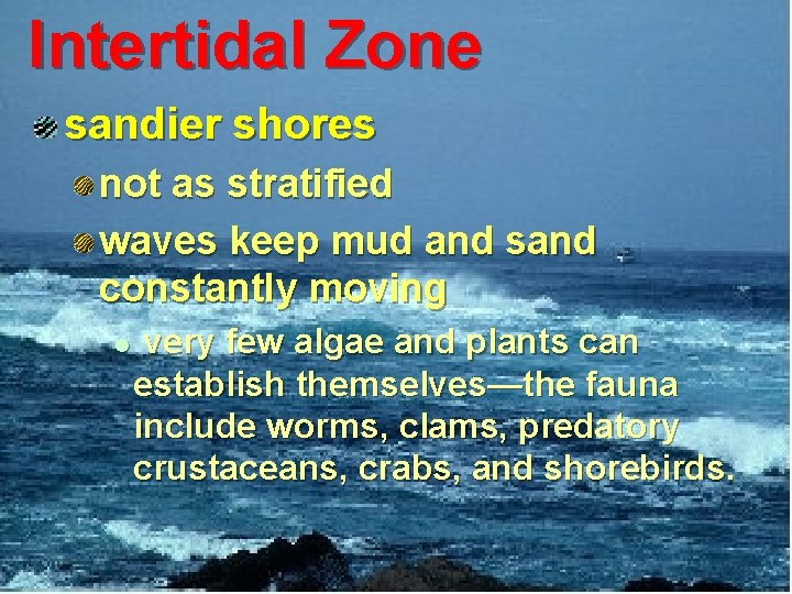 Intertidal Zone sandier shores not as stratified waves keep mud and sand constantly moving