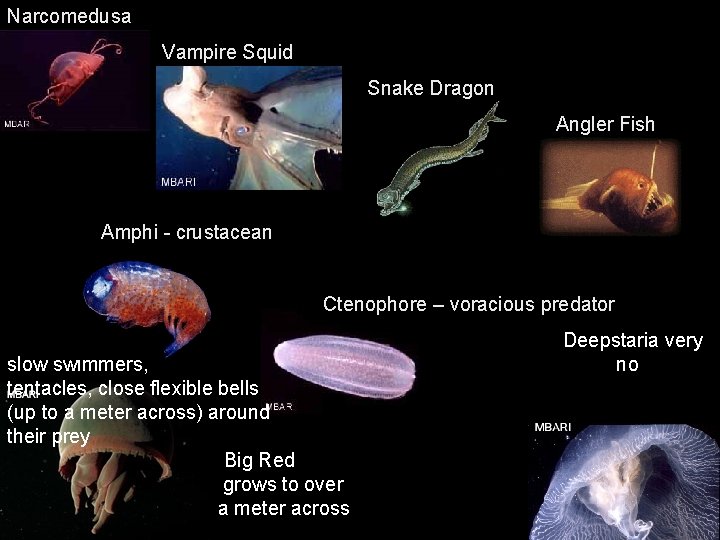 Narcomedusa Vampire Squid Snake Dragon Angler Fish Amphi - crustacean Ctenophore – voracious predator