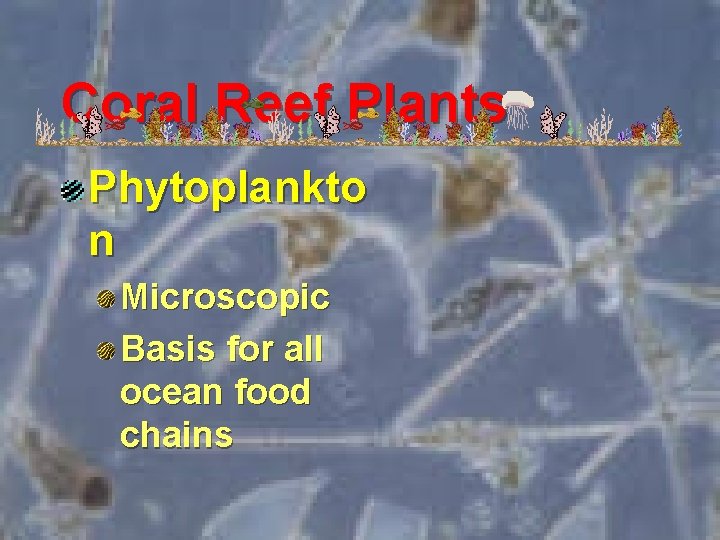 Coral Reef Plants Phytoplankto n Microscopic Basis for all ocean food chains 