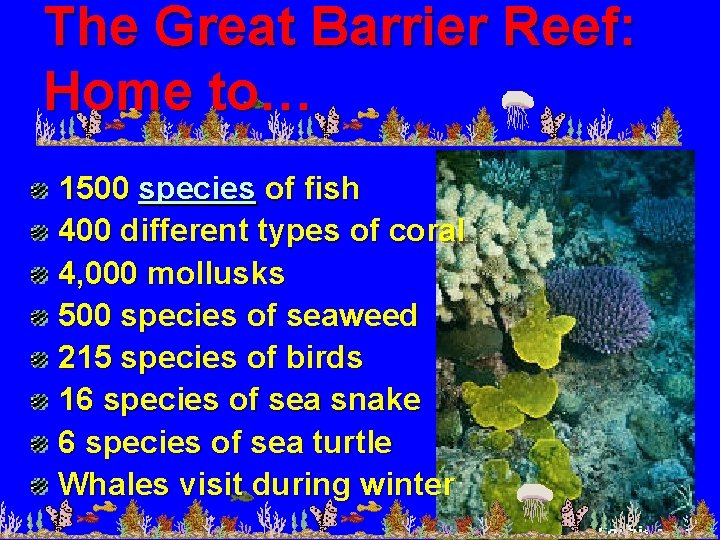 The Great Barrier Reef: Home to… 1500 species of fish 400 different types of