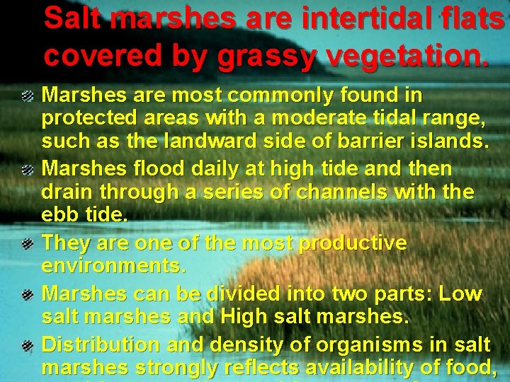 Salt marshes are intertidal flats covered by grassy vegetation. Marshes are most commonly found