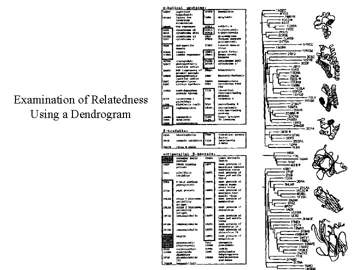 Dendrogram Examination of Relatedness Using a Dendrogram 