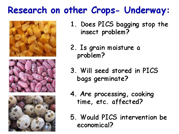 Research on other Crops- Underway: 1. Does PICS bagging stop the insect problem? 2.