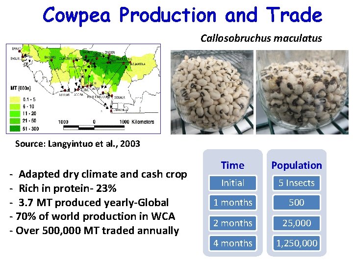 Cowpea Production and Trade Callosobruchus maculatus Source: Langyintuo et al. , 2003 - Adapted