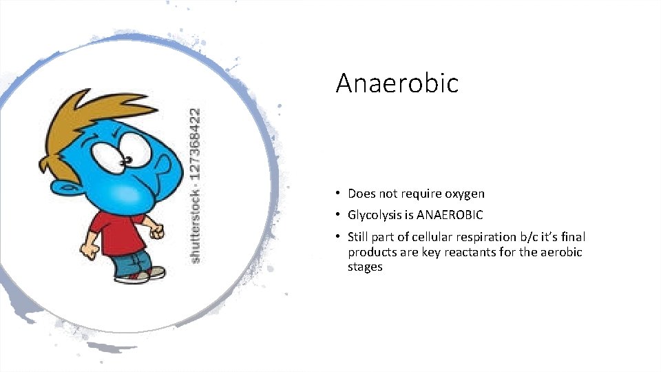 Anaerobic • Does not require oxygen • Glycolysis is ANAEROBIC • Still part of