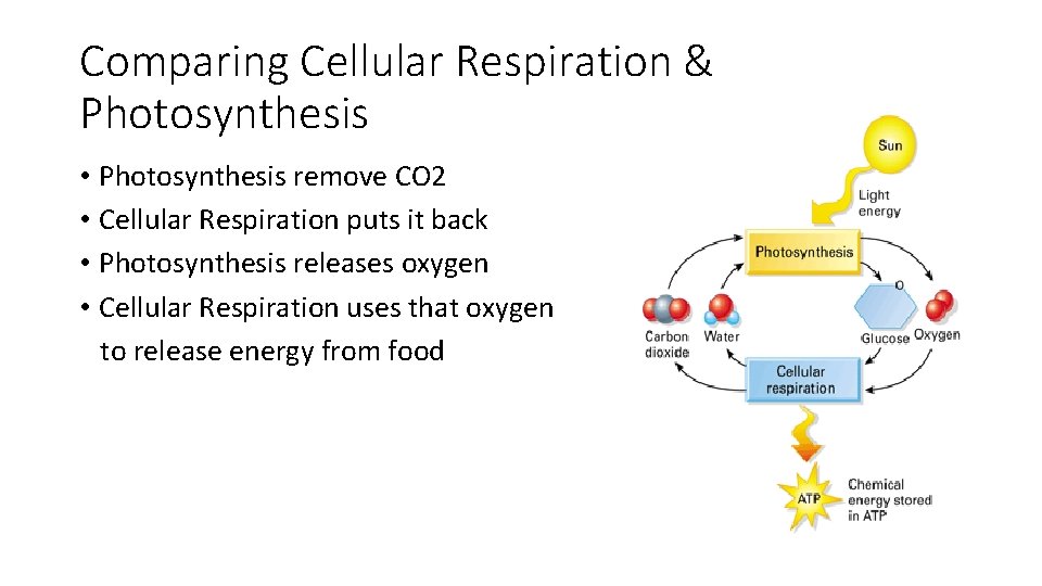 Comparing Cellular Respiration & Photosynthesis • Photosynthesis remove CO 2 • Cellular Respiration puts