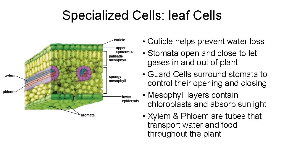 Specialized Cells: leaf Cells • Cuticle helps prevent water loss • Stomata open and Specialized Cells: leaf Cells • Cuticle helps prevent water loss • Stomata open and