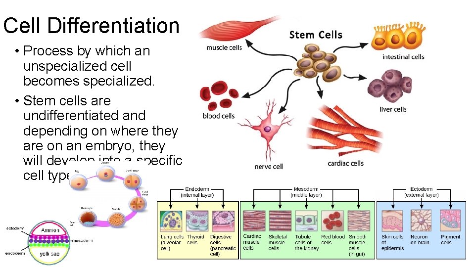 Cell Differentiation • Process by which an unspecialized cell becomes specialized. • Stem cells Cell Differentiation • Process by which an unspecialized cell becomes specialized. • Stem cells