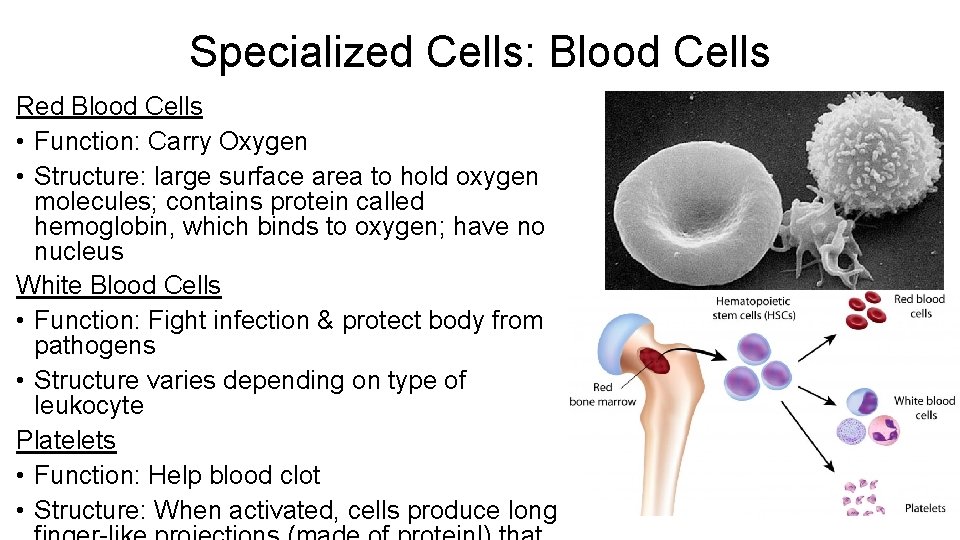 Specialized Cells: Blood Cells Red Blood Cells • Function: Carry Oxygen • Structure: large Specialized Cells: Blood Cells Red Blood Cells • Function: Carry Oxygen • Structure: large