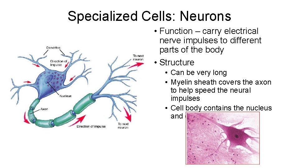 Specialized Cells: Neurons • Function – carry electrical nerve impulses to different parts of Specialized Cells: Neurons • Function – carry electrical nerve impulses to different parts of