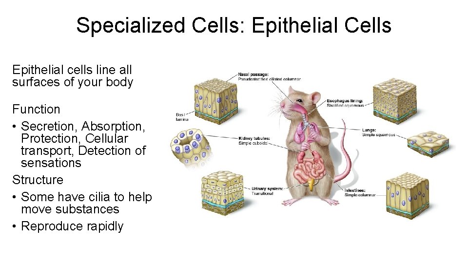 Specialized Cells: Epithelial Cells Epithelial cells line all surfaces of your body Function • Specialized Cells: Epithelial Cells Epithelial cells line all surfaces of your body Function •