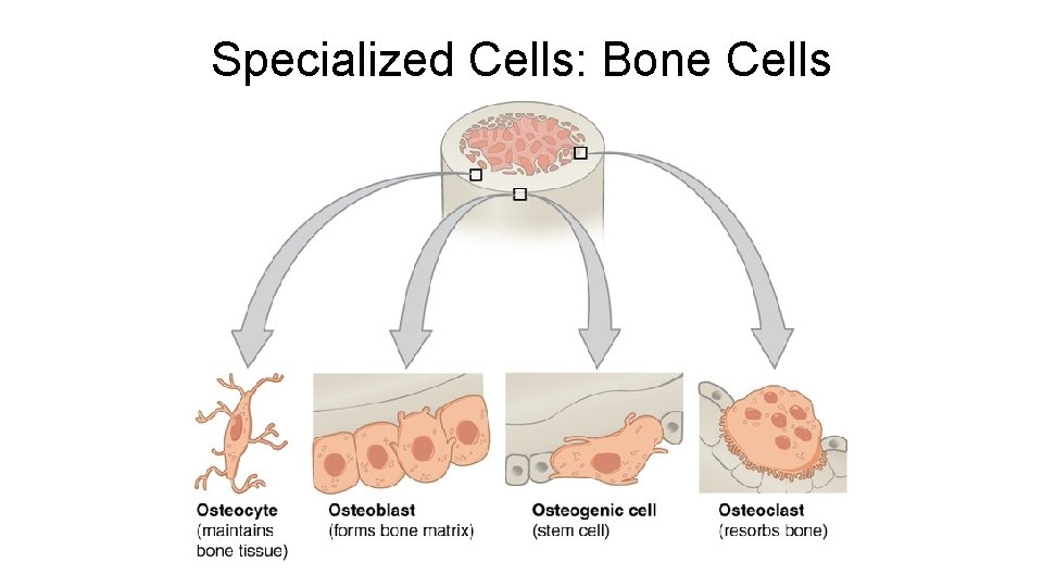 Specialized Cells: Bone Cells Specialized Cells: Bone Cells