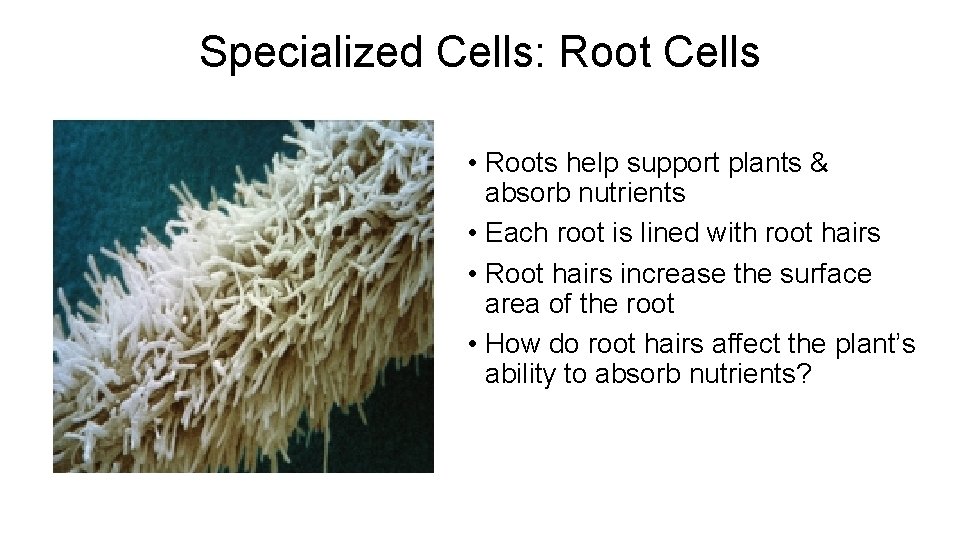 Specialized Cells: Root Cells • Roots help support plants & absorb nutrients • Each Specialized Cells: Root Cells • Roots help support plants & absorb nutrients • Each