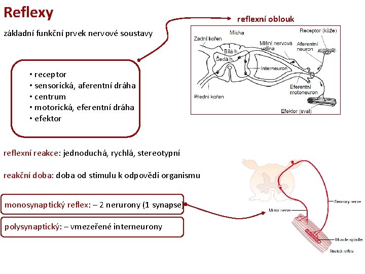 Reflexy základní funkční prvek nervové soustavy • receptor • sensorická, aferentní dráha • centrum