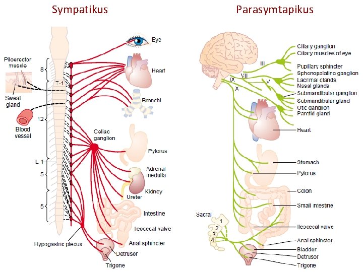 Sympatikus Parasymtapikus 