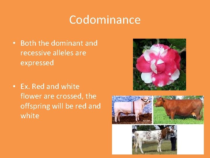 Codominance • Both the dominant and recessive alleles are expressed • Ex. Red and