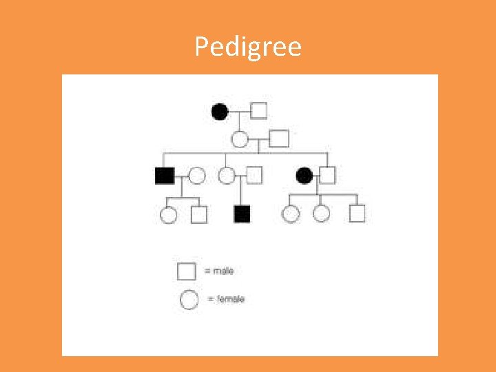 Pedigree 