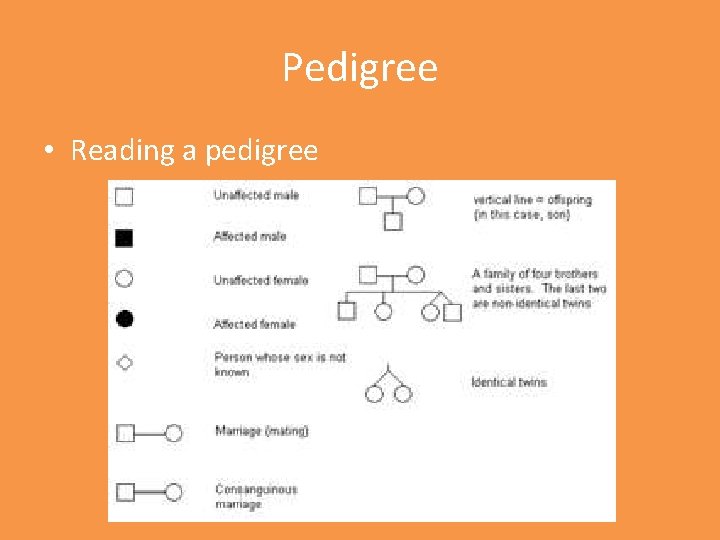 Pedigree • Reading a pedigree 