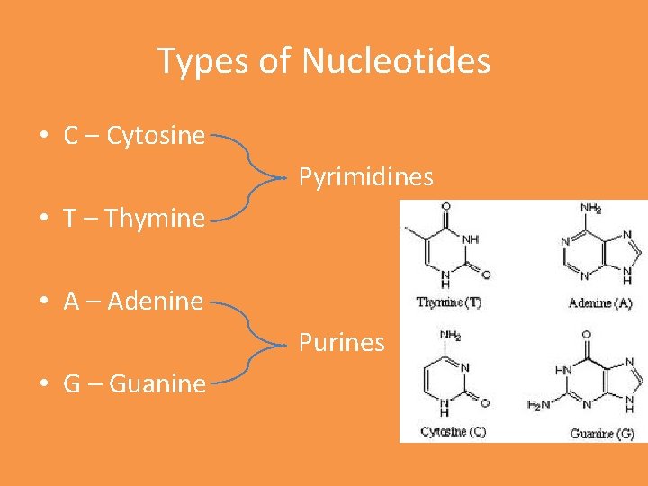 Types of Nucleotides • C – Cytosine Pyrimidines • T – Thymine • A