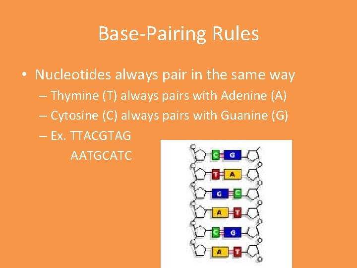 Base-Pairing Rules • Nucleotides always pair in the same way – Thymine (T) always