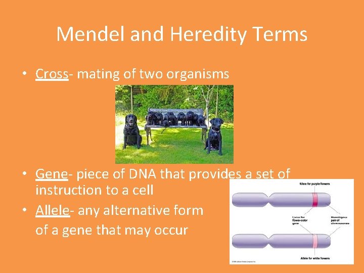 Mendel and Heredity Terms • Cross- mating of two organisms • Gene- piece of