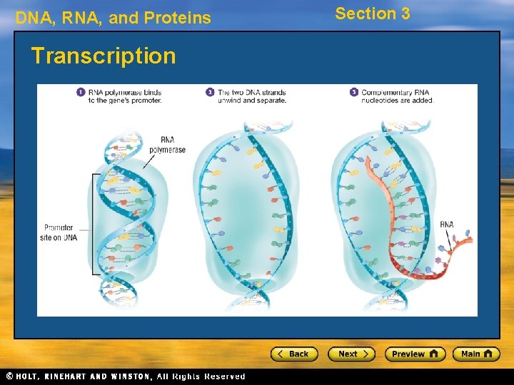 DNA, RNA, and Proteins Transcription Section 3 