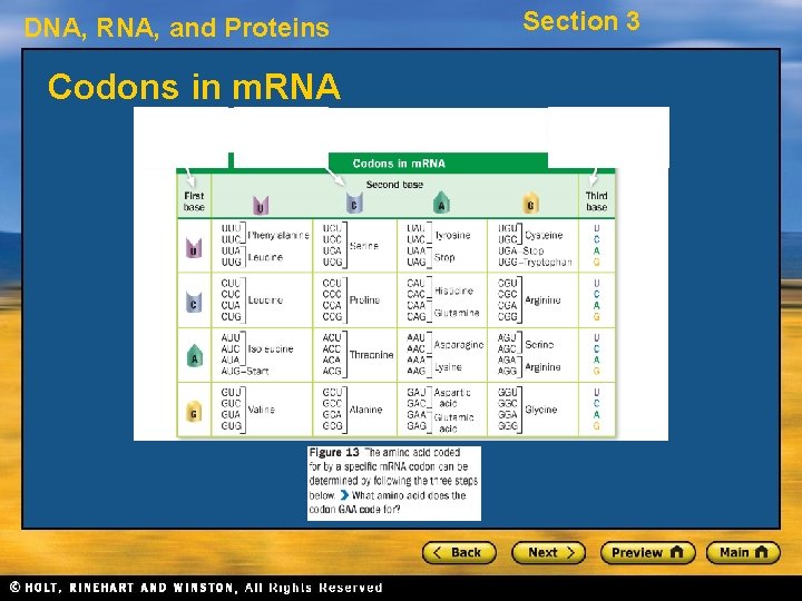 DNA, RNA, and Proteins Codons in m. RNA Section 3 