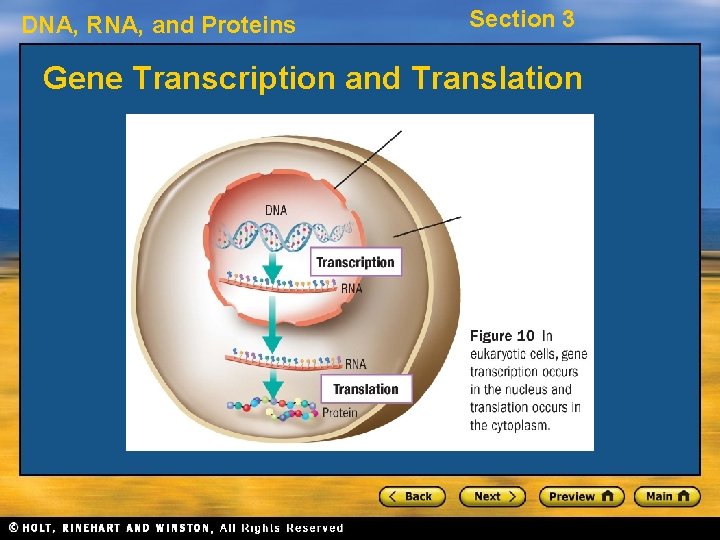 DNA, RNA, and Proteins Section 3 Gene Transcription and Translation 