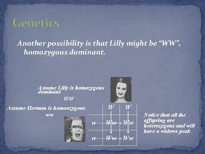 Genetics Another possibility is that Lilly might be “WW”, homozygous dominant. Assume Lilly is