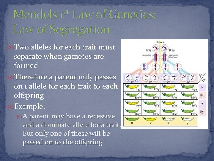 Mendels 1 st Law of Genetics: Law of Segregation Two alleles for each trait